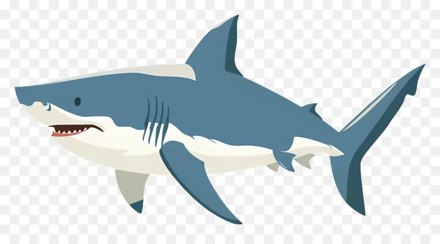 Requin De Dessin Animé，Requin PNG