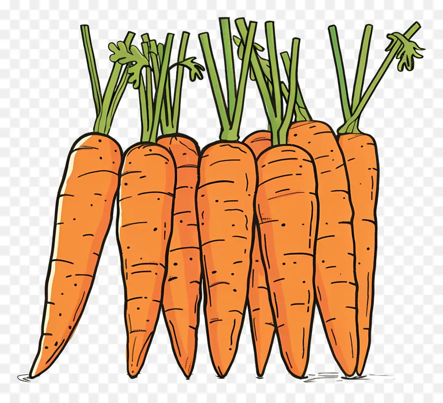 Carottes，Racines PNG