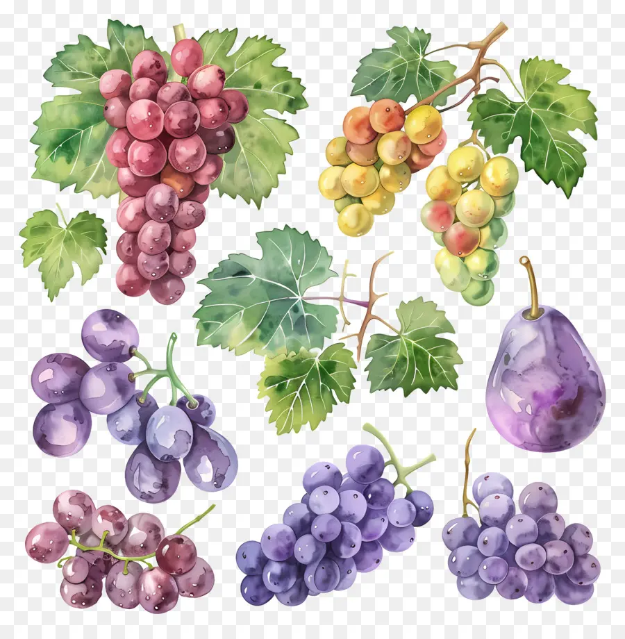 Raisins，Vigne PNG