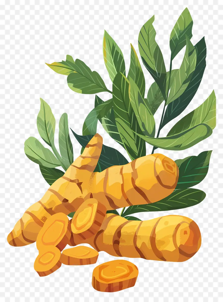 Curcuma，Racines PNG