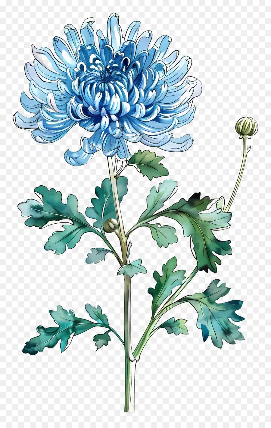 Chrysanthème Bleu，Tige PNG