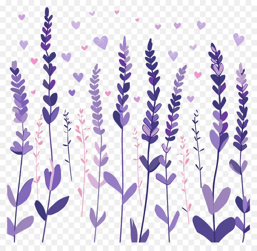 Champs De Lavande，Fleurs Violettes PNG