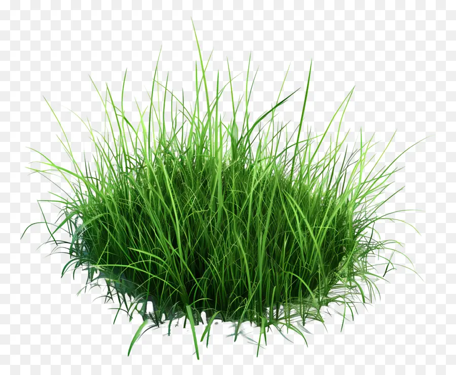 Prairie，Herbe Verte PNG