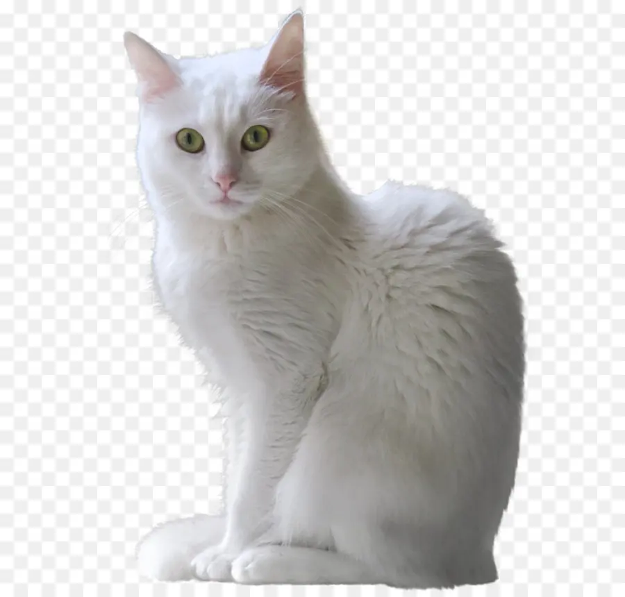 Кот，белый PNG