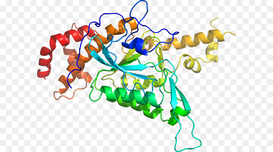 структура белка，молекула PNG