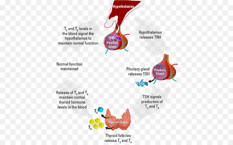 Функция щитовидной железы，гипоталамус PNG