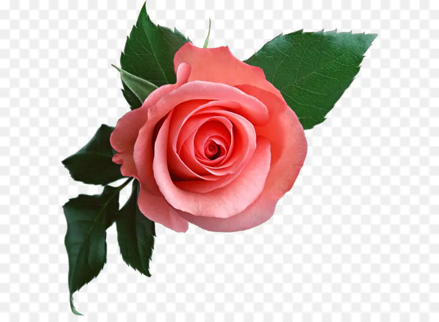 Ramo De Rosas Rosadas，Rosas PNG