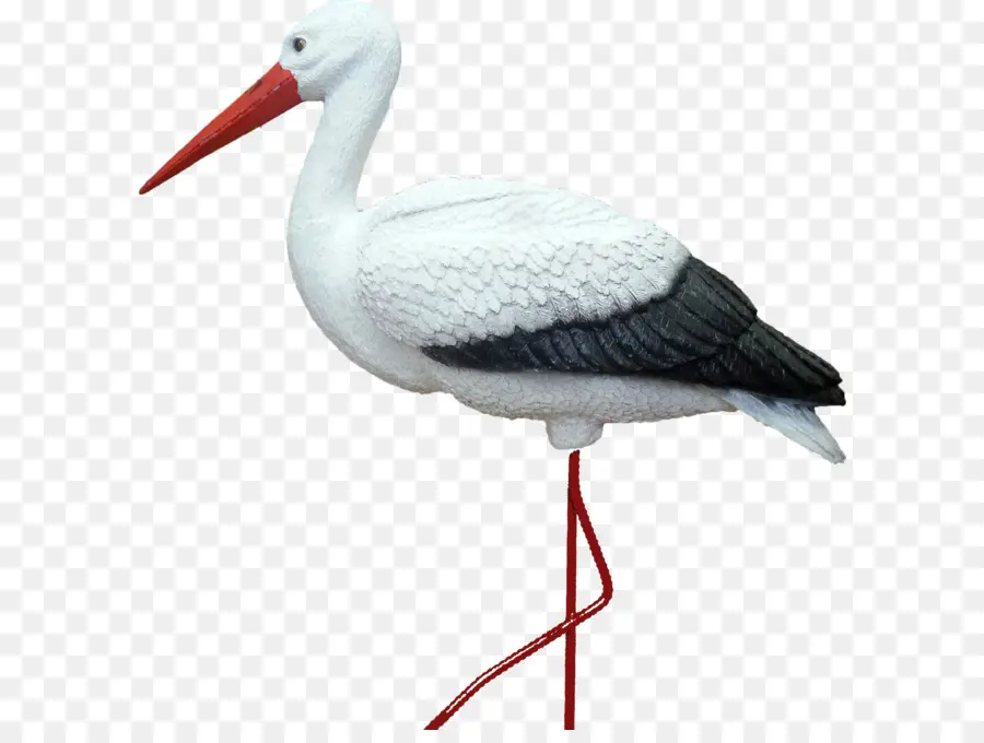 Cigüeña Blanca，Animal PNG