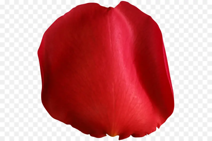 Pétalo De Rosa Roja，Flor PNG