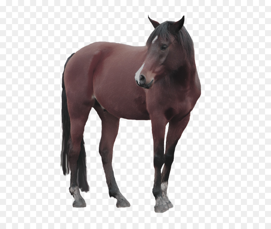 Mustango，Caballo De Pintura Americano PNG