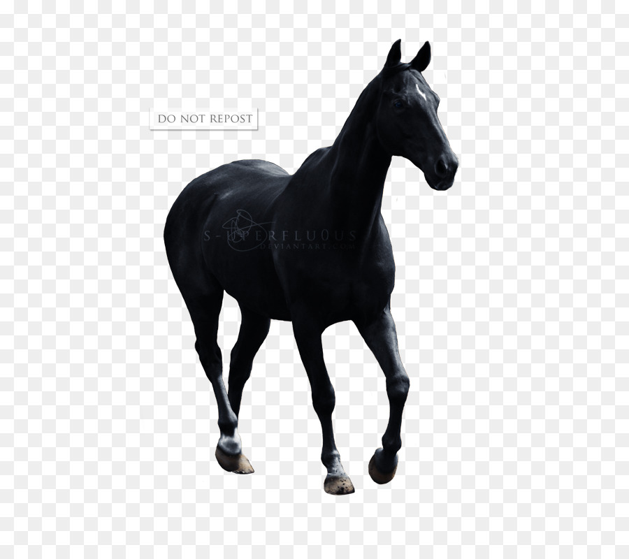 Poni，Appaloosa PNG