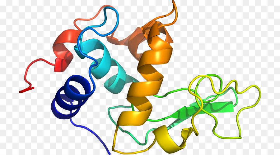 Estructura De La Proteína，Molécula PNG