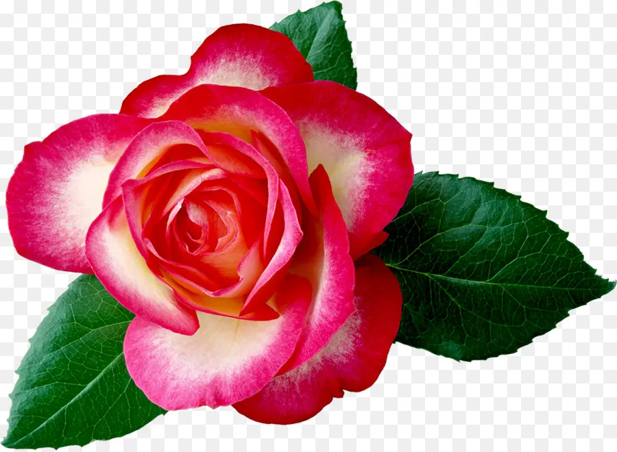 Rosas Rosadas，Flores PNG