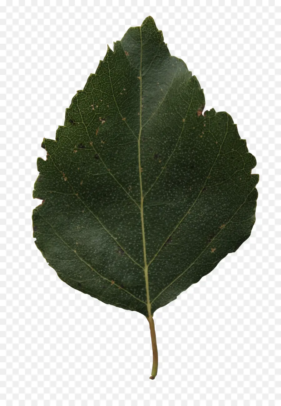 Hoja，Planta PNG