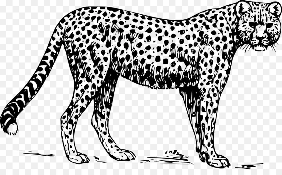 Leopardo，Manchas PNG