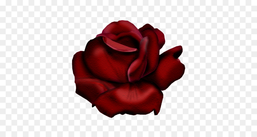 Rosa Roja，Florecer PNG