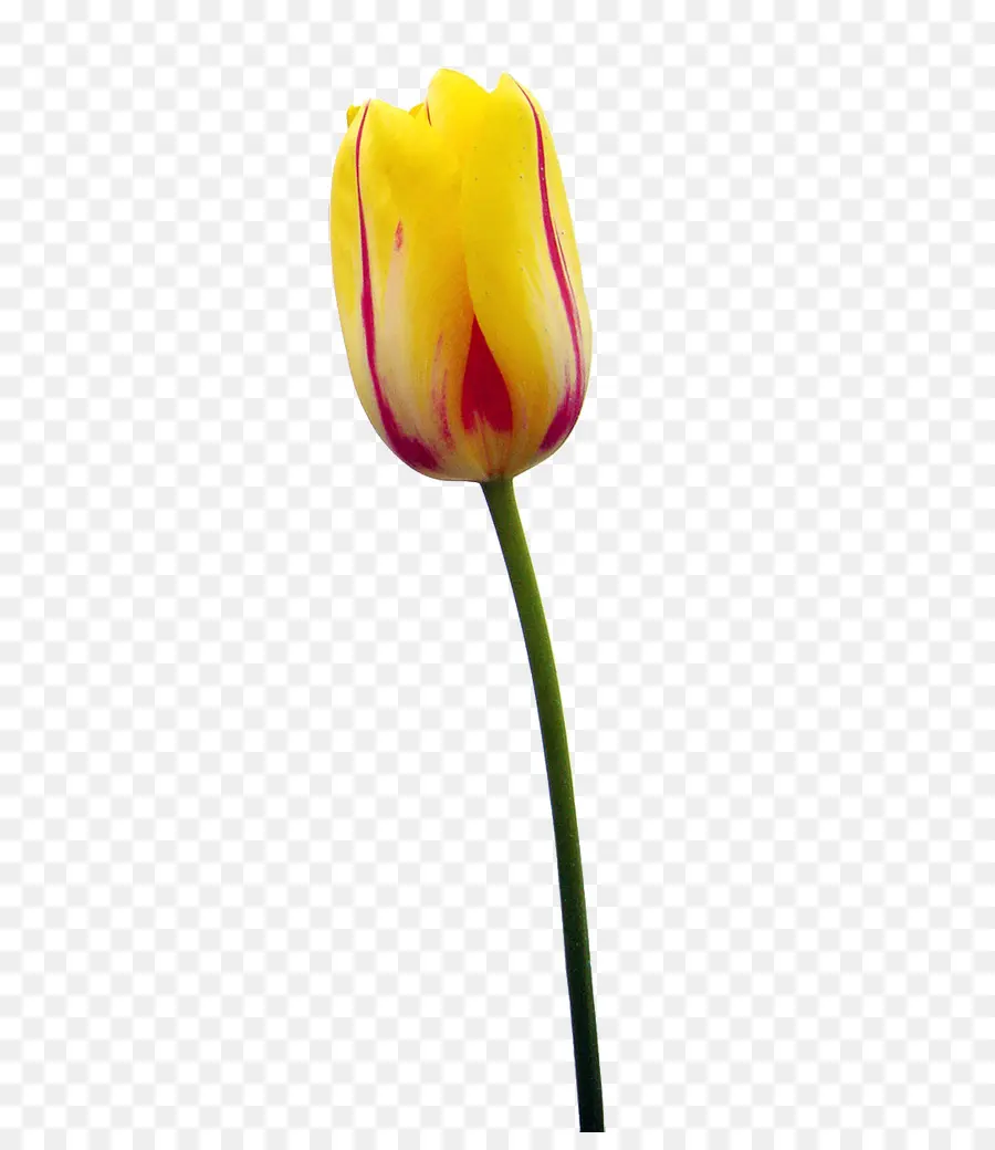 Tulipán，Planta PNG