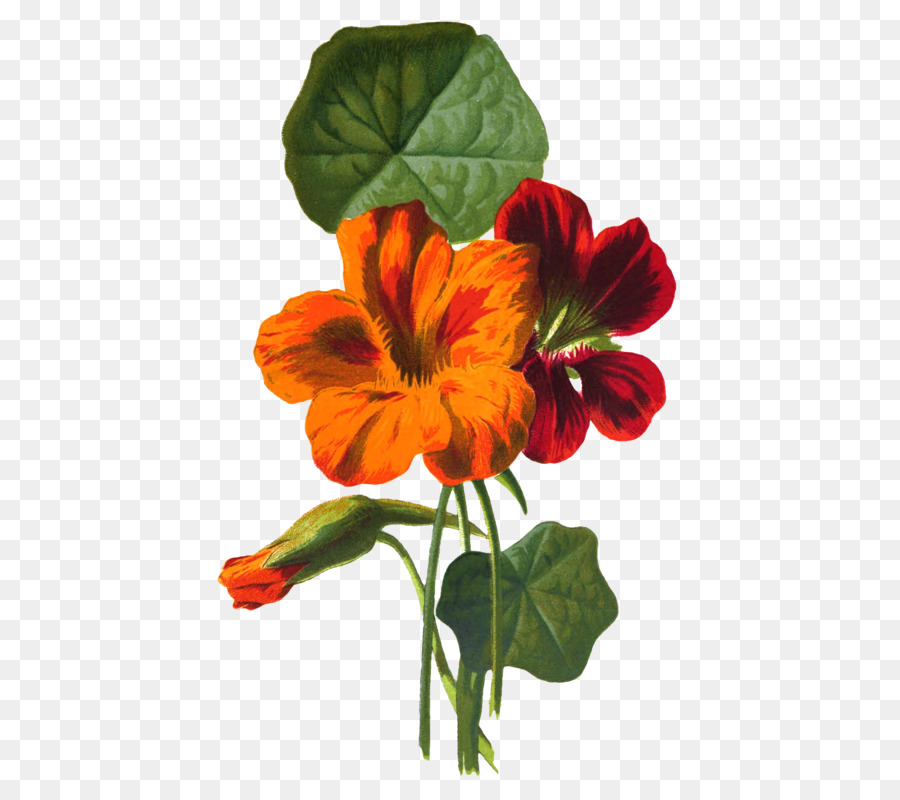 Flor Roja，Florecer PNG