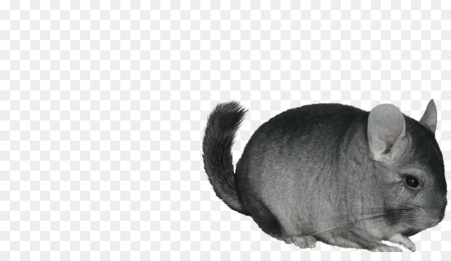 Chinchilla Gris，Pelo PNG