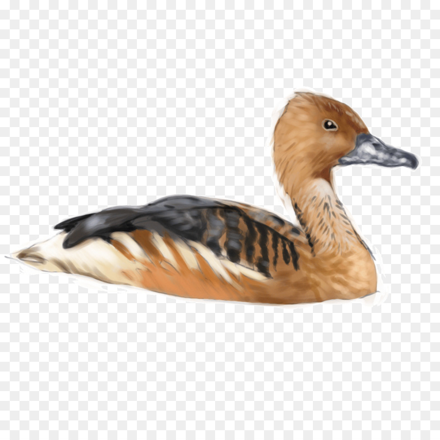 Pato，Ganso PNG