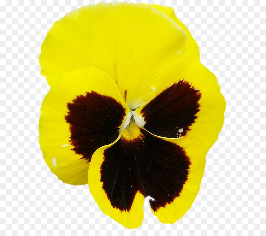 Flor Amarilla，Pétalos PNG