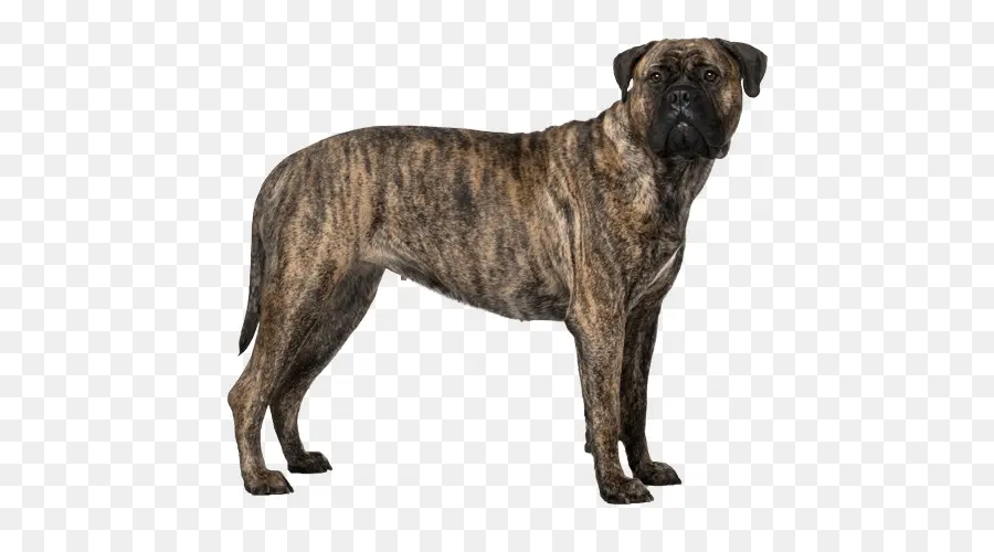 Perro，Mascota PNG