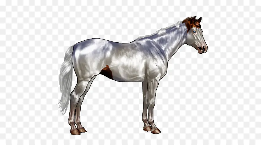 Caballo，Equino PNG