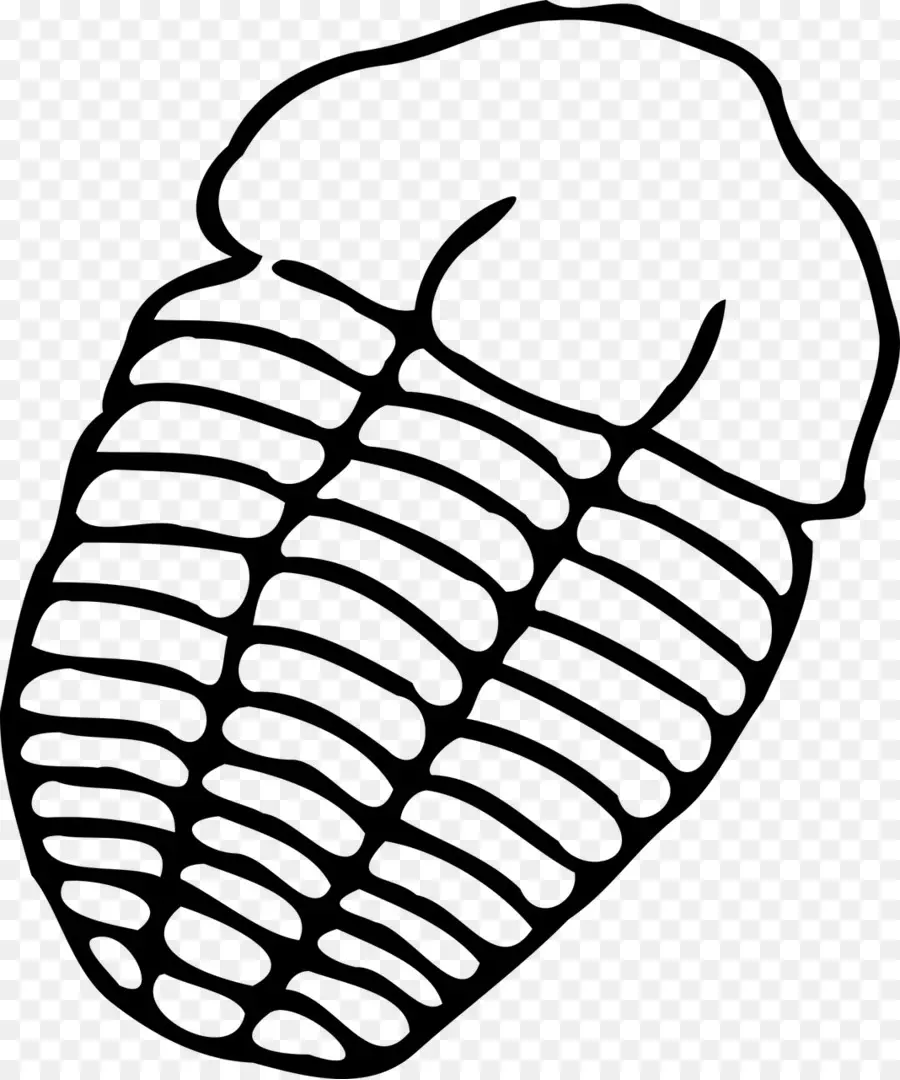 Fósil De Trilobites，Prehistórico PNG