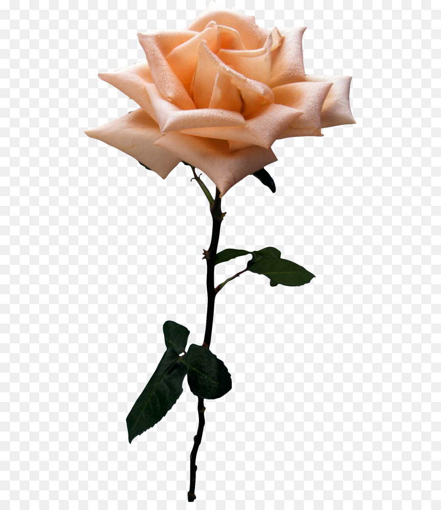 Rosa Blanca，Provenir PNG