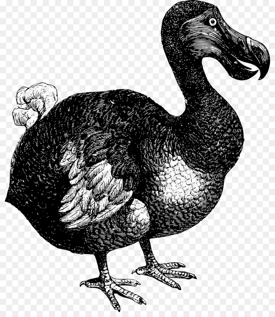 Pájaro Dodo，Extinguido PNG