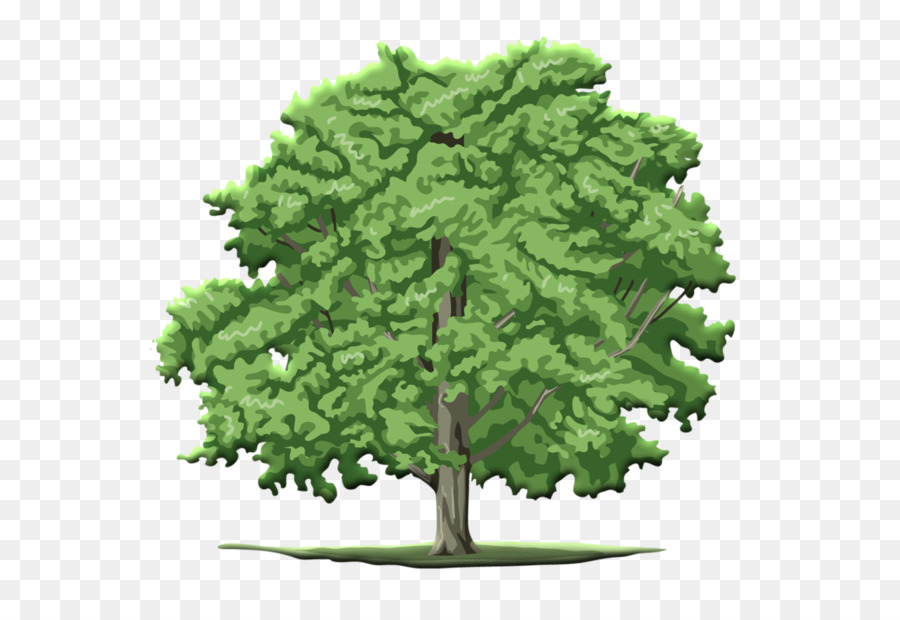 Árbol Tupido Verde，Árbol PNG