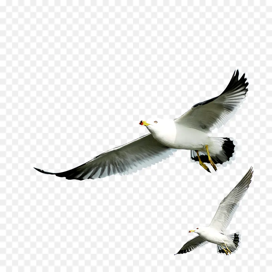 Gaviotas，Vuelo PNG