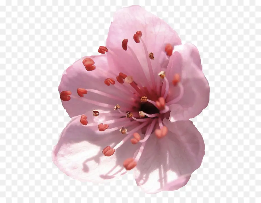 Flor Rosa，Florecer PNG