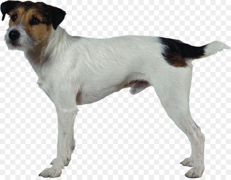 Perro，Mascota PNG