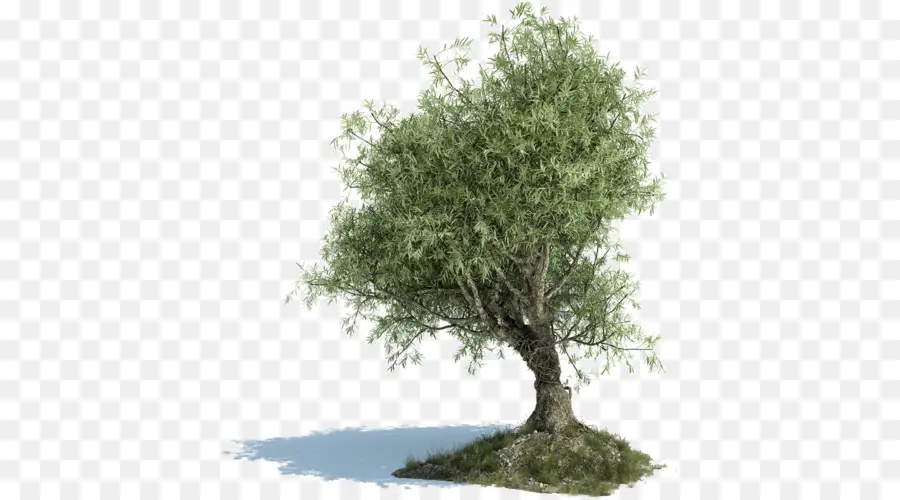 Árbol，Hojas PNG