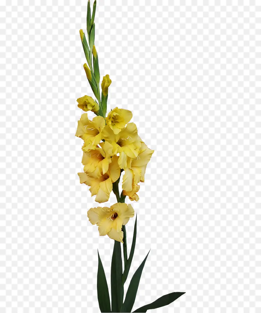 Flor，Amarillo PNG