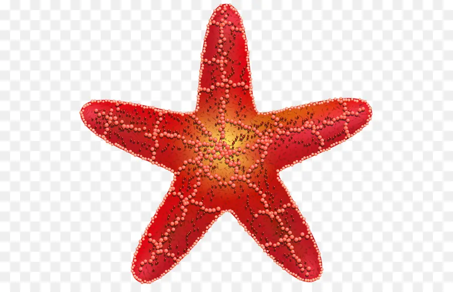 Estrella De Mar，Mar PNG