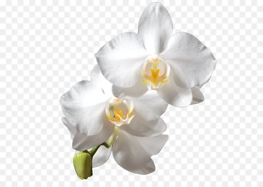 Orquídea，Floración PNG