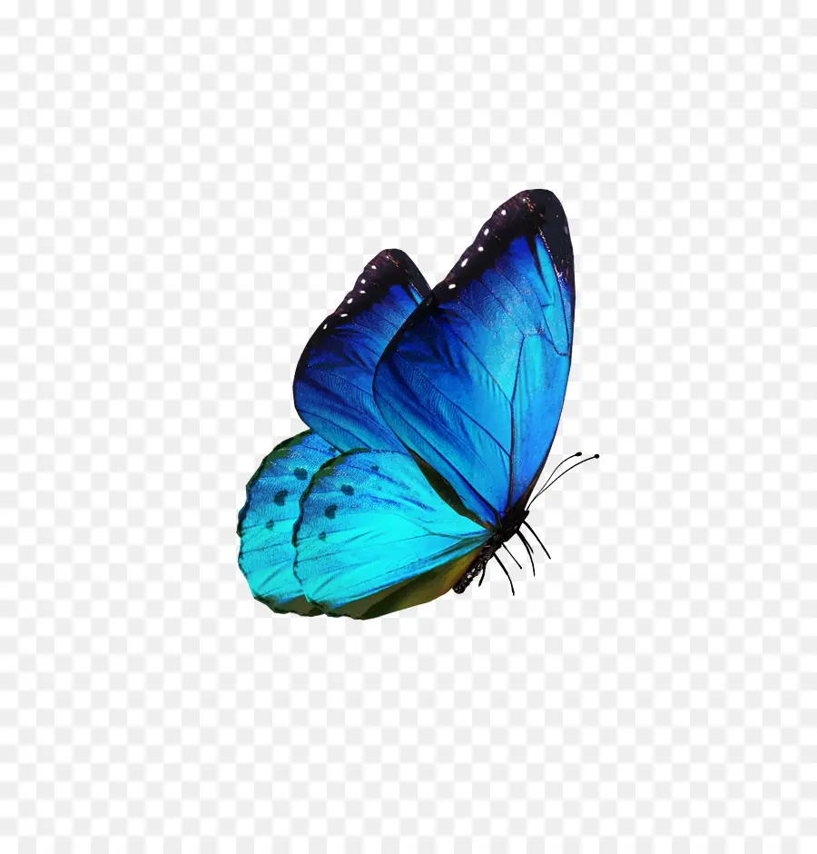 Mariposa，Alas PNG