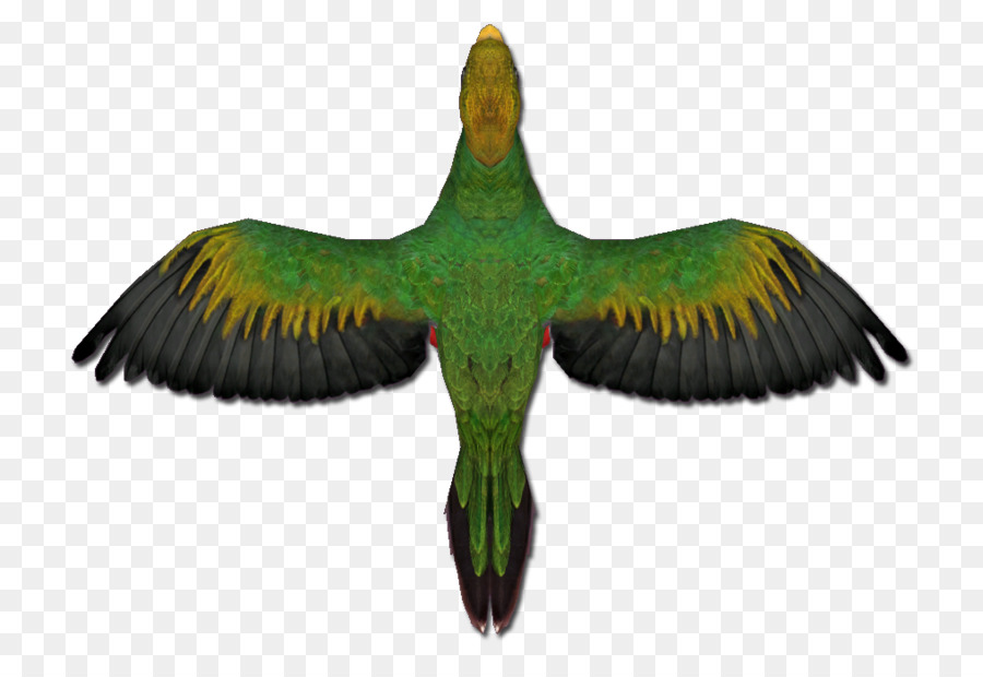 Perico，Pluma PNG