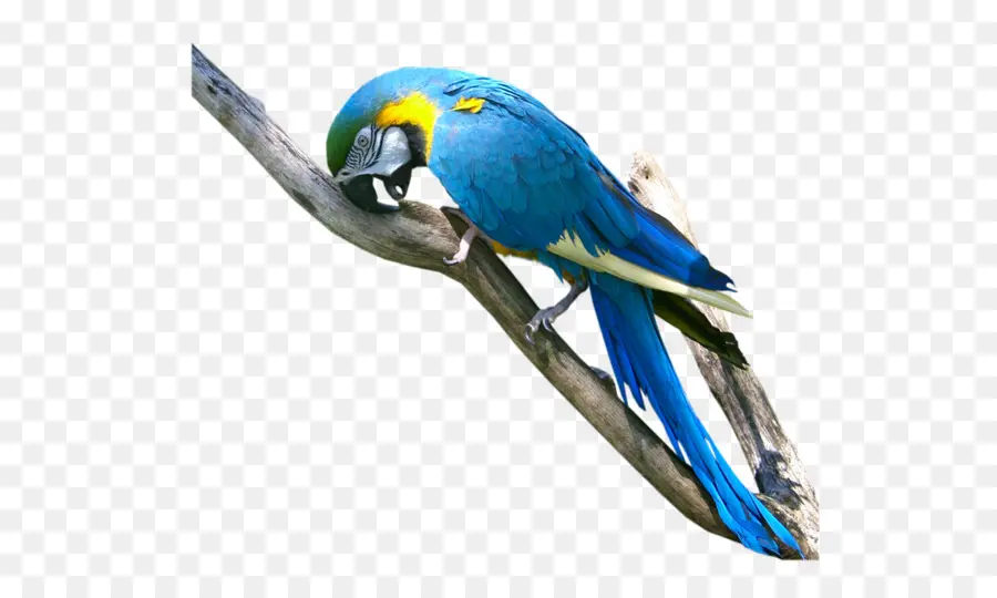 Loros Azules，Plumas PNG