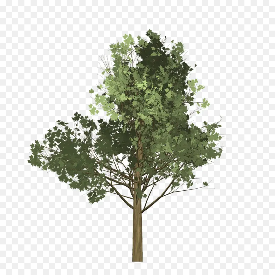 Árbol，Hojas PNG