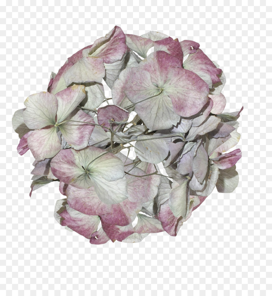 Hortensia，Las Flores Cortadas PNG