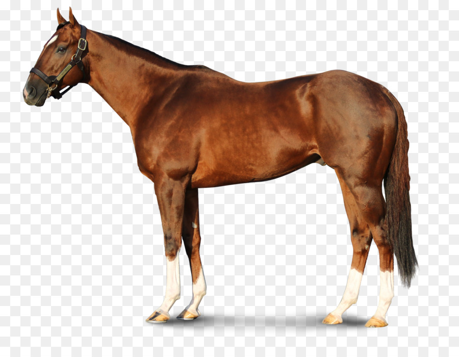 Caballo Marrón，Potro PNG