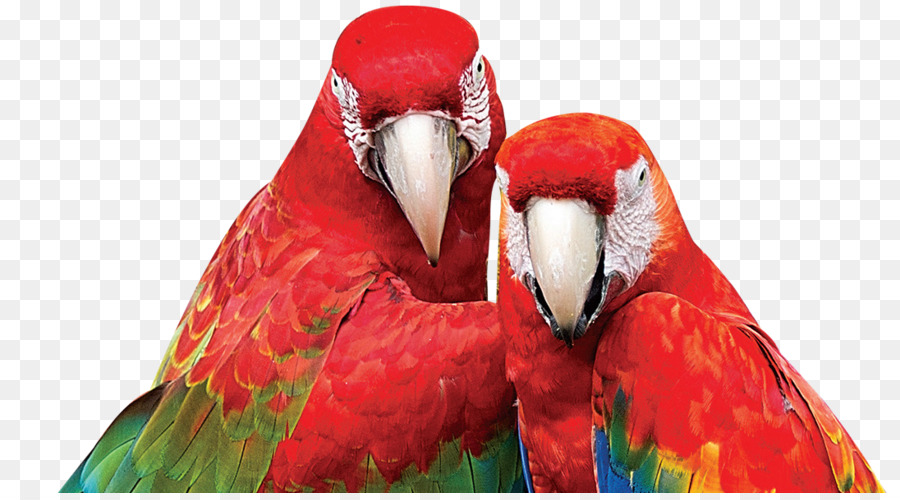 Guacamayo，Loro PNG