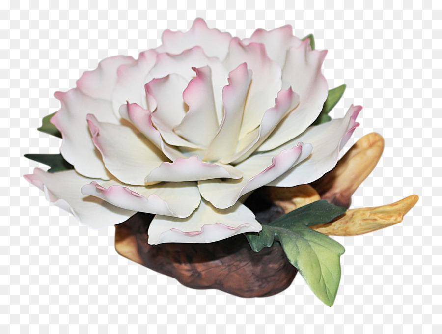 Rosa M，Maceta PNG