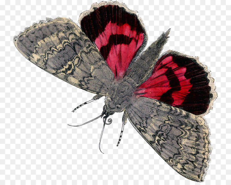 Mariposa Roja Y Negra，Alas PNG