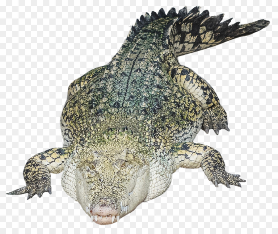 Cocodrilo，Reptil PNG