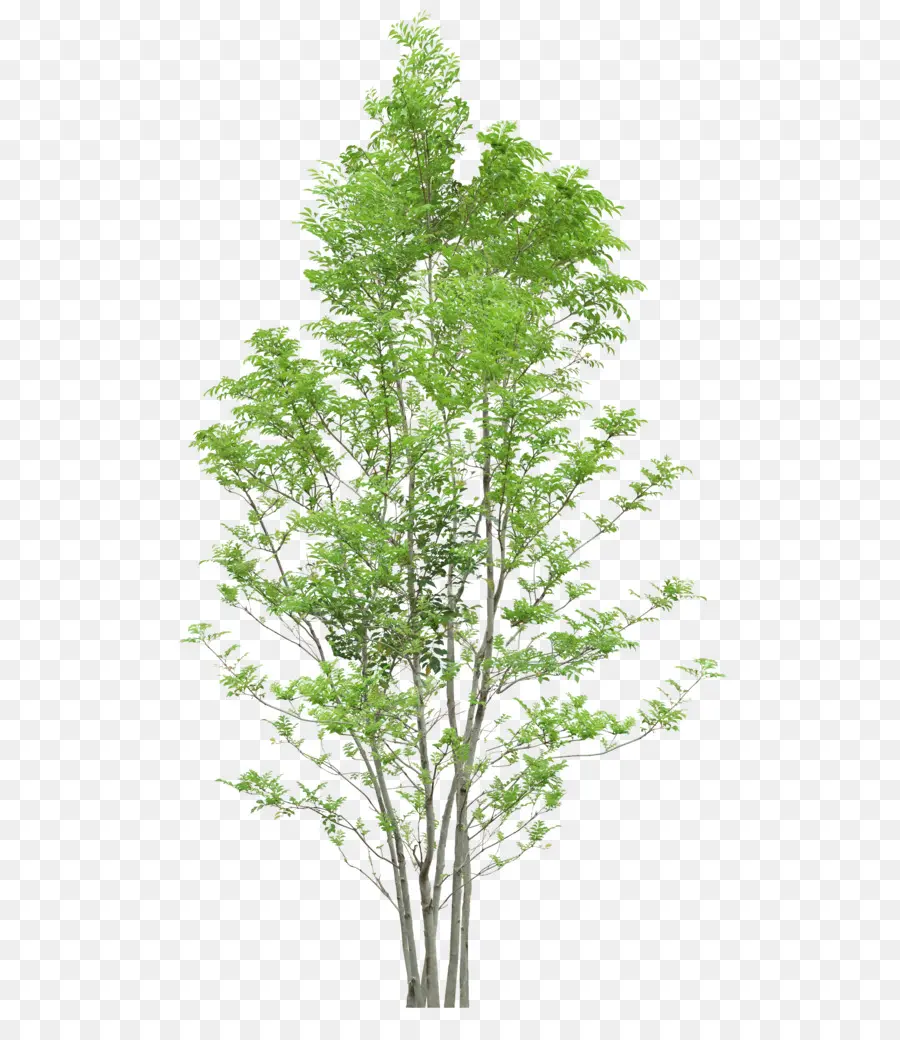 Árbol，Naturaleza PNG