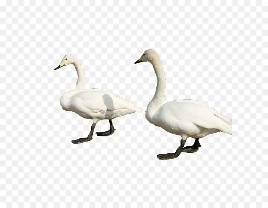 Cisnes，Blanco PNG